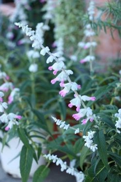 可愛い♡ピンクのアメジストセージの鉢植え｜「アライ花店」　（山形県山形市の花キューピット加盟店 花屋）のブログ
