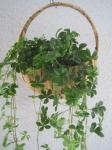 観葉植物～シュガーバイン｜「花かざり」　（大阪府大阪市城東区の花キューピット加盟店 花屋）のブログ