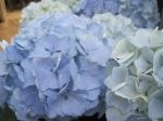 紫陽花～｜「花かざり」　（大阪府大阪市城東区の花キューピット加盟店 花屋）のブログ