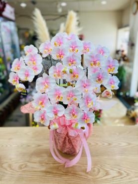 光触媒のアレンジメント｜「彩季舎」　（群馬県高崎市の花キューピット加盟店 花屋）のブログ
