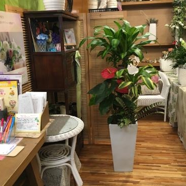 観葉植物｜「フローリスト飾り屋」　（鹿児島県鹿児島市の花キューピット加盟店 花屋）のブログ