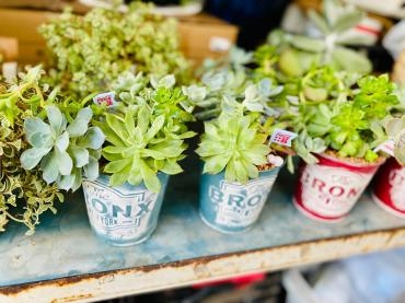 多肉植物！｜「彩季舎」　（群馬県高崎市の花キューピット加盟店 花屋）のブログ