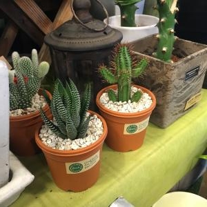 　植物生活　　｜「フローリスト飾り屋」　（鹿児島県鹿児島市の花キューピット加盟店 花屋）のブログ