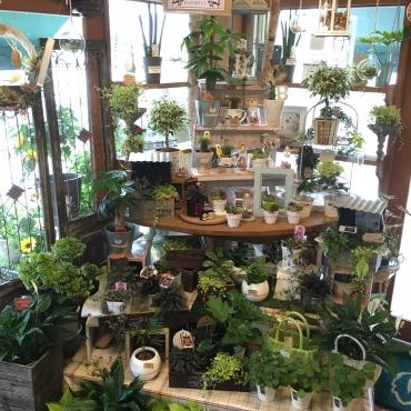 植物生活〜その2｜「フローリスト飾り屋」　（鹿児島県鹿児島市の花キューピット加盟店 花屋）のブログ