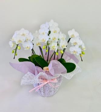 新築祝い　胡蝶蘭｜「彩季舎」　（群馬県高崎市の花キューピット加盟店 花屋）のブログ