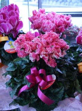 お歳暮用シクラメン｜「アライ花店」　（山形県山形市の花キューピット加盟店 花屋）のブログ