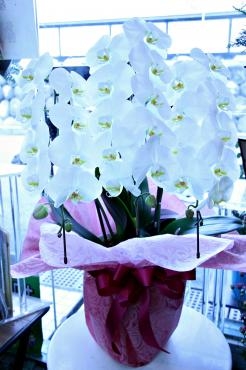 お歳暮用胡蝶蘭｜「アライ花店」　（山形県山形市の花キューピット加盟店 花屋）のブログ