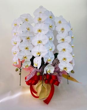 法人様向けギフト｜「彩季舎」　（群馬県高崎市の花キューピット加盟店 花屋）のブログ