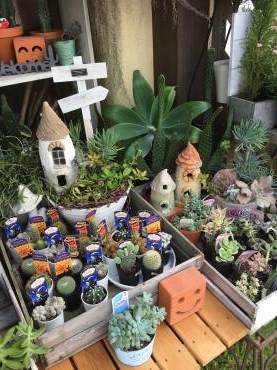 サボテン・・・可愛いかわいい｜「フローリスト飾り屋」　（鹿児島県鹿児島市の花キューピット加盟店 花屋）のブログ