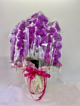 開店祝い　胡蝶蘭｜「彩季舎」　（群馬県高崎市の花キューピット加盟店 花屋）のブログ