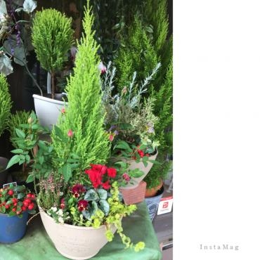 garden風寄せ植え＆御祝アレンジメント｜「フローリスト飾り屋」　（鹿児島県鹿児島市の花キューピット加盟店 花屋）のブログ