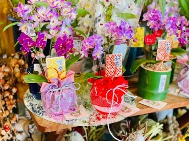 お正月飾り　ミニ胡蝶蘭｜「彩季舎」　（群馬県高崎市の花キューピット加盟店 花屋）のブログ