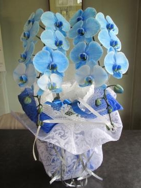 氷の世界をイメージ？｜「難波ナーセリー」　（岡山県倉敷市の花キューピット加盟店 花屋）のブログ