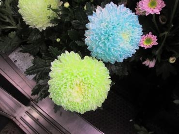 本日の切花｜「難波ナーセリー」　（岡山県倉敷市の花キューピット加盟店 花屋）のブログ