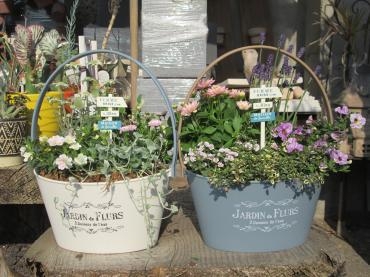 初夏の寄せ植え｜「難波ナーセリー」　（岡山県倉敷市の花キューピット加盟店 花屋）のブログ