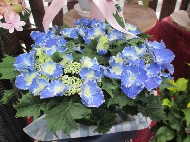 新種のアジサイ｜「難波ナーセリー」　（岡山県倉敷市の花キューピット加盟店 花屋）のブログ