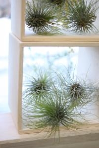 チランジア｜「アライ花店」　（山形県山形市の花キューピット加盟店 花屋）のブログ