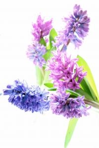 ヒヤシンス｜「アライ花店」　（山形県山形市の花キューピット加盟店 花屋）のブログ
