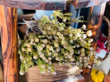 ドライフラワー｜「彩季舎」　（群馬県高崎市の花キューピット加盟店 花屋）のブログ