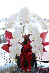 御祝の胡蝶蘭｜「アライ花店」　（山形県山形市の花キューピット加盟店 花屋）のブログ