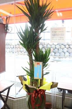 お届けの観葉植物♪｜「アライ花店」　（山形県山形市の花キューピット加盟店 花屋）のブログ