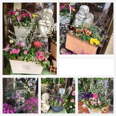おススメですよ、春の寄せ植え＆観葉植物～｜「フローリスト飾り屋」　（鹿児島県鹿児島市の花キューピット加盟店 花屋）のブログ