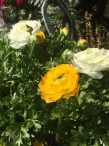 春のきざし・・・｜「フローリスト飾り屋」　（鹿児島県鹿児島市の花キューピット加盟店 花屋）のブログ