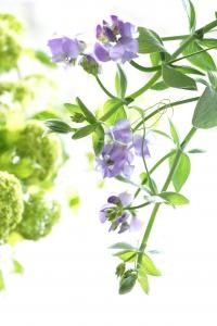 ブルーフレグランス｜「アライ花店」　（山形県山形市の花キューピット加盟店 花屋）のブログ