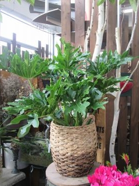おウチ時間のおともに｜「難波ナーセリー」　（岡山県倉敷市の花キューピット加盟店 花屋）のブログ