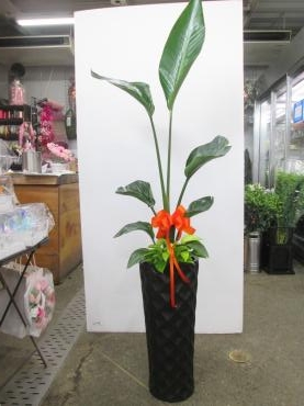 御祝にも観葉植物｜「難波ナーセリー」　（岡山県倉敷市の花キューピット加盟店 花屋）のブログ