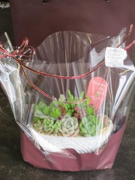 多肉植物｜「難波ナーセリー」　（岡山県倉敷市の花キューピット加盟店 花屋）のブログ