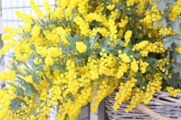 ふわふわ♪ミモザ♪♪｜「アライ花店」　（山形県山形市の花キューピット加盟店 花屋）のブログ