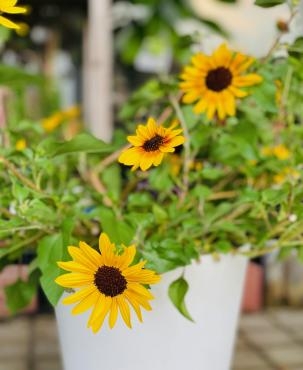 まだまだ人気！｜「彩季舎」　（群馬県高崎市の花キューピット加盟店 花屋）のブログ