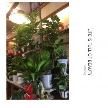 観葉植物～ソープフラワー｜「フローリスト飾り屋」　（鹿児島県鹿児島市の花キューピット加盟店 花屋）のブログ