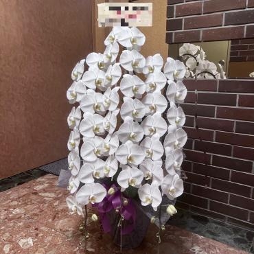 開店お祝い、コチョウラン3本立ち｜「銀座ニューフラワー」　（東京都中央区の花キューピット加盟店 花屋）のブログ