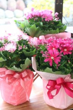 サイネリア♬｜「アライ花店」　（山形県山形市の花キューピット加盟店 花屋）のブログ