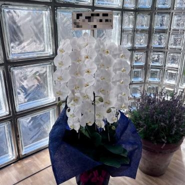 お祝い胡蝶蘭鉢5本立ちお届けいたしました。｜「銀座ニューフラワー」　（東京都中央区の花キューピット加盟店 花屋）のブログ