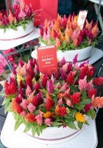 カラフル！カラフル！ケーキ型ミニケイトウ｜「アライ花店」　（山形県山形市の花キューピット加盟店 花屋）のブログ