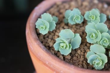 小さな芽♡｜「アライ花店」　（山形県山形市の花キューピット加盟店 花屋）のブログ