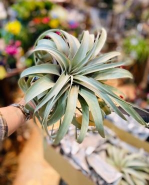 特大！｜「彩季舎」　（群馬県高崎市の花キューピット加盟店 花屋）のブログ
