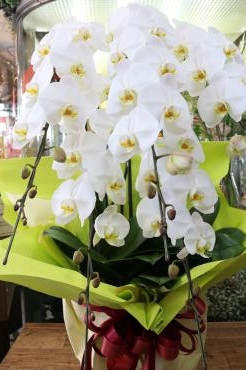 お届けいたしました胡蝶蘭｜「アライ花店」　（山形県山形市の花キューピット加盟店 花屋）のブログ