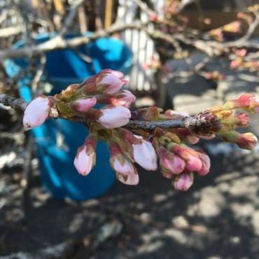 桜　咲く姿に心ひかれます・・・｜「フローリスト飾り屋」　（鹿児島県鹿児島市の花キューピット加盟店 花屋）のブログ
