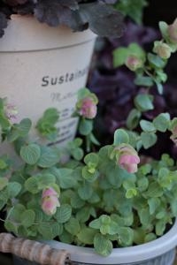 今日も暑かった。。。｜「アライ花店」　（山形県山形市の花キューピット加盟店 花屋）のブログ