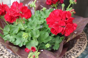 真っ赤なゼラニューム♪｜「アライ花店」　（山形県山形市の花キューピット加盟店 花屋）のブログ