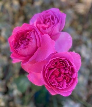 まだまだ　これから…。｜「彩季舎」　（群馬県高崎市の花キューピット加盟店 花屋）のブログ