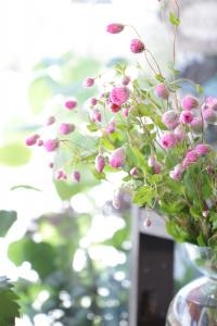 かわいい♡ローダンセ｜「アライ花店」　（山形県山形市の花キューピット加盟店 花屋）のブログ