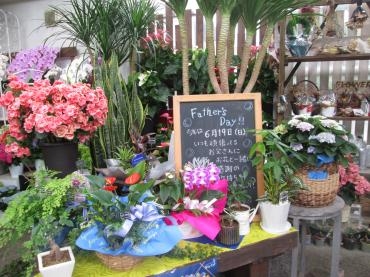 6/19は父の日です｜「難波ナーセリー」　（岡山県倉敷市の花キューピット加盟店 花屋）のブログ