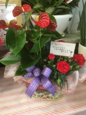 母の日おすすめギフト～｜「フローリスト飾り屋」　（鹿児島県鹿児島市の花キューピット加盟店 花屋）のブログ