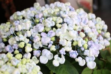小さな女の子が気に入ってくれたあじさい♪｜「アライ花店」　（山形県山形市の花キューピット加盟店 花屋）のブログ