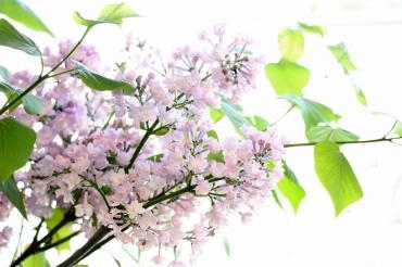 心より感謝｜「アライ花店」　（山形県山形市の花キューピット加盟店 花屋）のブログ